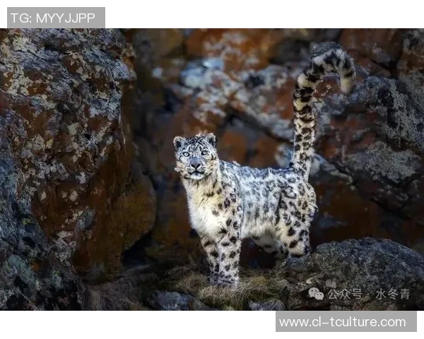 天山雪豹的神秘世界与生态保护之路探寻